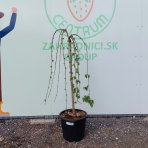 Moruša biela (Morus alba) ´ALBA PENDULA´ - výška 110-130 cm, obvod kmeňa 8/10 cm, kont. C30L - ČIERNOPLODÁ